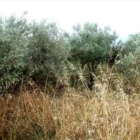 Island in Greece, 1625 sq.m.