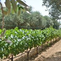 Island in Greece, Agios Nikolaos, 3000 sq.m.