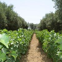 Island in Greece, Agios Nikolaos, 3000 sq.m.