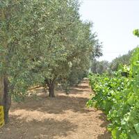 Island in Greece, Agios Nikolaos, 3000 sq.m.