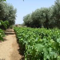 Island in Greece, Agios Nikolaos, 3000 sq.m.