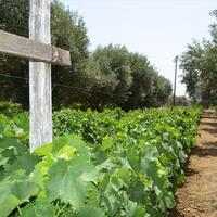Island in Greece, Agios Nikolaos, 3000 sq.m.