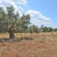 Island in Greece, Eretria, 390 sq.m.