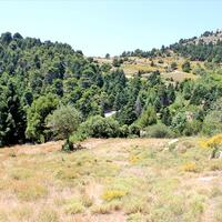 Island in Greece, Seta, 5500 sq.m.