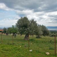 Island in Greece, Eretria, 6500 sq.m.