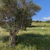 Остров в Греции, Ионические острова, Закинтос, 4150 кв.м.