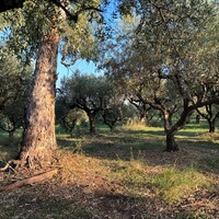 Other in Greece, Ionian Islands, Zakynthos, 350 sq.m.