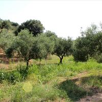 Island in Greece, 4042 sq.m.