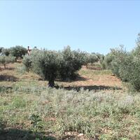 Island in Greece, 4042 sq.m.