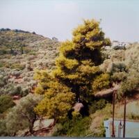 Island in Greece, 6400 sq.m.