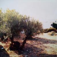 Island in Greece, 3500 sq.m.