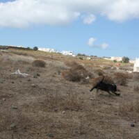 Island in Greece, 29000 sq.m.
