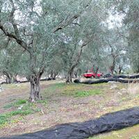 Island in Greece, Ionian Islands, Corfu, 16000 sq.m.