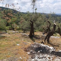 Остров в Греции, Ионические острова, Корфу, 4972 кв.м.