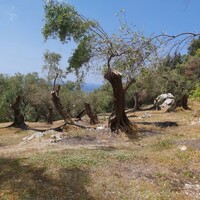 Остров в Греции, Ионические острова, Корфу, 4972 кв.м.