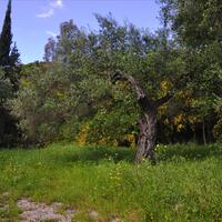 Island in Greece, Ionian Islands, Corfu, 4710 sq.m.