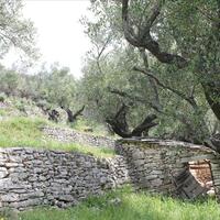 Island in Greece, Ionian Islands, Corfu, 8000 sq.m.