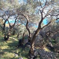 Island in Greece, Ionian Islands, Corfu, 15000 sq.m.