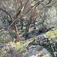 Island in Greece, Ionian Islands, Corfu, 15000 sq.m.