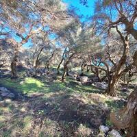 Island in Greece, Ionian Islands, Corfu, 15000 sq.m.