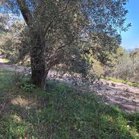 Island in Greece, Ionian Islands, Corfu, 15000 sq.m.