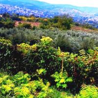 Island in Greece, Veroia, 2920 sq.m.
