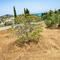 Villa in Greece, Ionian Islands, Corfu, 305 sq.m.