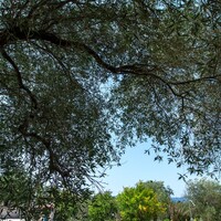 Villa in Greece, Ionian Islands, Corfu, 305 sq.m.