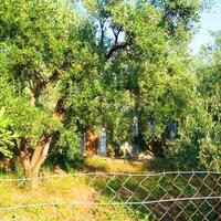 Island in Greece, Thessaly, Volos, 1400 sq.m.