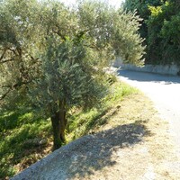 Island in Greece, Thessaly, Volos, 1000 sq.m.