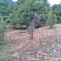 Island in Greece, Thessaly, Zagora, 851 sq.m.