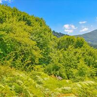 Island in Greece, Thessaly, Zagora, 43000 sq.m.