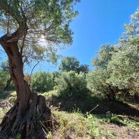 Island in Greece, Ionian Islands, Corfu, 7600 sq.m.