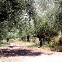 Island in Greece, Peloponnese, Kalamata, 3510 sq.m.