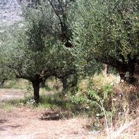 Island in Greece, Peloponnese, Kalamata, 3510 sq.m.
