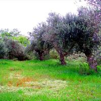 Island in Greece, Peloponnese, Kalamata, 3510 sq.m.