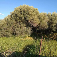 Island in Greece, Chalkida, 2750 sq.m.