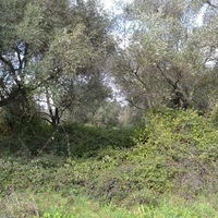 Island in Greece, Ionian Islands, Corfu, 7500 sq.m.