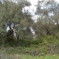 Island in Greece, Ionian Islands, Corfu, 7500 sq.m.