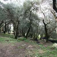 Island in Greece, Ionian Islands, Corfu, 40000 sq.m.