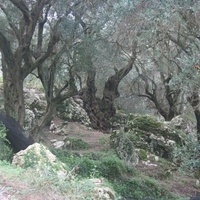Island in Greece, Ionian Islands, Corfu, 40000 sq.m.