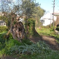 Island in Greece, Ionian Islands, Corfu, 930 sq.m.