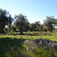 Island in Greece, Ionian Islands, Corfu, 8010 sq.m.