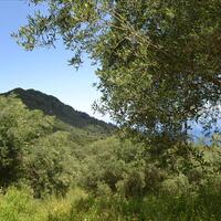 Island in Greece, Ionian Islands, Corfu, 3700 sq.m.