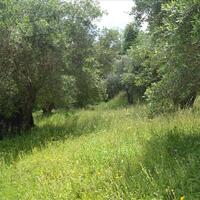 Island in Greece, Ionian Islands, Corfu, 3700 sq.m.