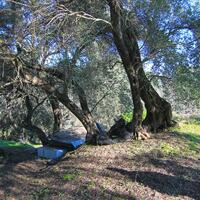 Island in Greece, Ionian Islands, Corfu, 2415 sq.m.