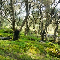 Island in Greece, Ionian Islands, Corfu, 7000 sq.m.