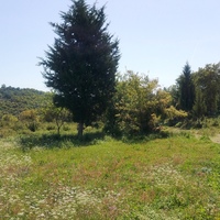 Island in Greece, Ionian Islands, Corfu, 9375 sq.m.