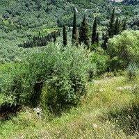 Island in Greece, Ionian Islands, Corfu, 3005 sq.m.