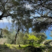 Остров в Греции, Ионические острова, Корфу, 6260 кв.м.